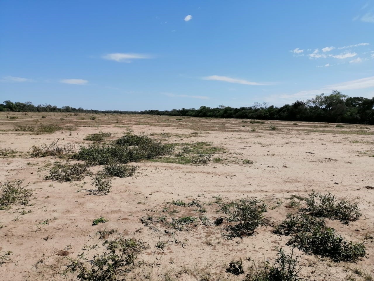 Degradaci N De Pasturas Desde La Perspectiva Ambiental Totalpec